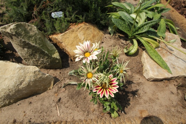 Disa-Orchidee   025.jpg